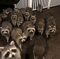 there are many raccoons standing on the steps