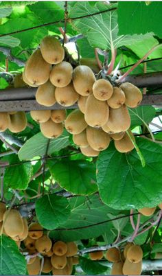 the fruit is growing on the tree and ready to be picked