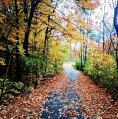 a road surrounded by trees with leaves on the ground