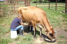 a woman is milking a cow in a pen