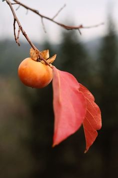 an orange fruit hanging from a tree branch