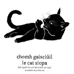 a black cat laying on its back with the caption'chom gaisciull le cat shoppa '