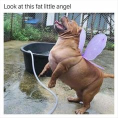 a dog with wings on its back standing in front of a tub and looking up at the sky