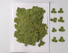 some green leaves are laying on a white surface next to a piece of paper that has been cut into smaller pieces