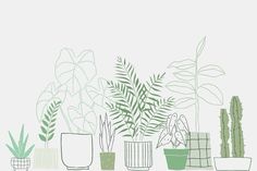 various potted plants on a shelf in front of a white wall