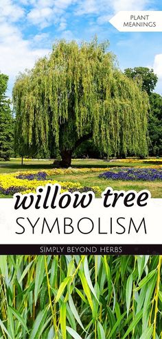 the willow tree symbolizing symbolism