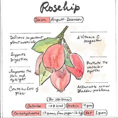 a drawing of the parts of a rosehip plant with names and pictures on it