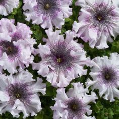 white and purple flowers with green leaves in the background