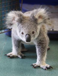 a small koala standing next to a cage with its head on it's hind legs