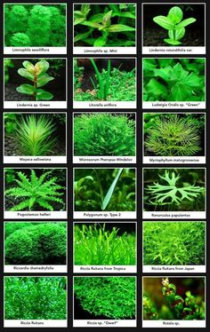 many different types of plants growing in the ground and on top of each other, including grass