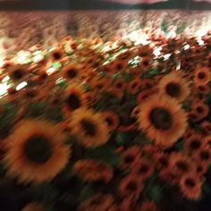 the sunflowers are being displayed for sale in the store window at night time