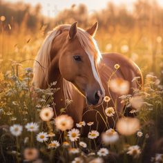 a brown horse standing on top of a lush green field filled with white daisies