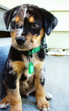 a small black and brown dog with a green collar sitting on the ground next to a door