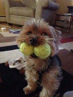 a small dog holding two tennis balls in its mouth