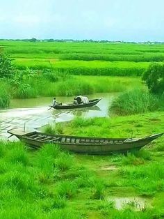 two canoes are in the water near some grass