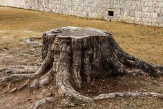 an old tree stump in the middle of a field next to a brick wall and grass