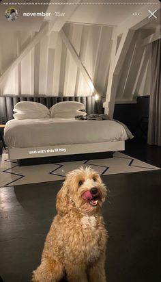 a dog sitting on the floor in front of a bed