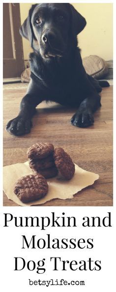 a black dog laying on the floor next to some cookies and pumpkins with caption that reads, pumpkin and molasses's dog treats