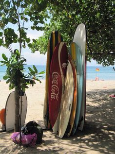 surfboards are lined up on the beach under a tree near the water's edge