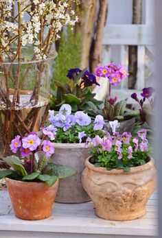 several potted plants sitting on top of a wooden table next to each other with purple flowers in them