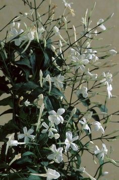 white flowers and green leaves in a vase