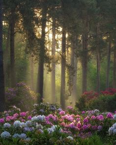 the sun is shining through the trees and flowers in the forest with pink and white azaleas