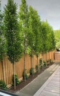 a row of trees next to a wooden fence