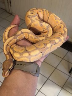 a person holding a large yellow snake on their arm in a room with tile flooring