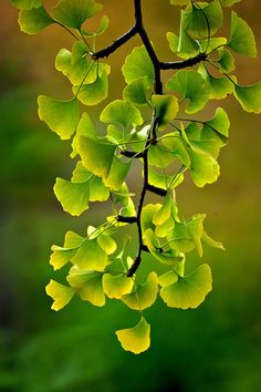 green leaves hang from a tree branch