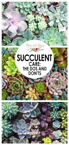 succulents with the words succulent care and don't's