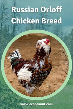 the russian oriolf chicken breed is shown in a circle with trees and grass behind it