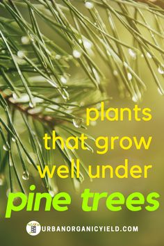 pine tree with the words plants that grow well under pine trees