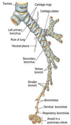 the bones and their major structures are labeled in this diagram, which shows how they look like