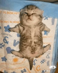 a kitten laying on top of a blanket in the shape of a hand with it's eyes closed