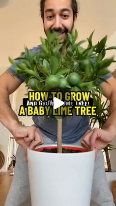 a man holding a potted plant with the words how to grow a baby lime tree