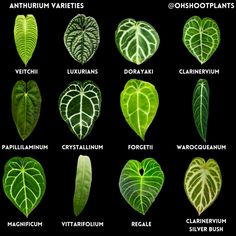 the different types of leaf shapes and their names on a black background with white lettering