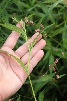 a person holding out their hand with some plants in the background