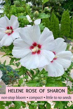 two white flowers with red stamens in the center and text that reads, helene rose of sharon non - stop bloom compact little to no seeds