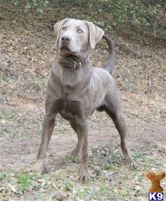 a brown dog standing on top of a dirt field