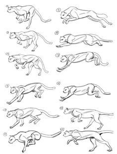 the steps in how to draw a cheetah step by step drawing for beginners