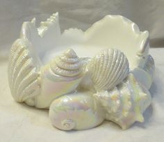 shells and seashells are sitting on a white surface