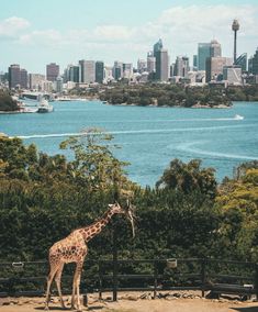 a giraffe standing next to a lush green forest filled with lots of trees