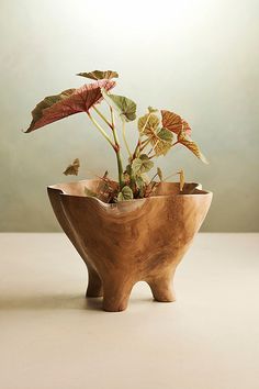 a plant in a wooden bowl with leaves on the top and bottom, sitting on a table