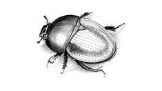 a black and white drawing of a beetle