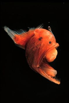 a close up of a fish with its mouth open