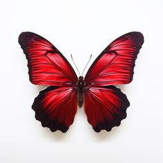 a red and black butterfly on a white background