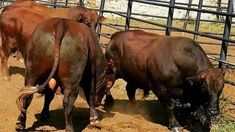 three brown cows standing next to each other on a dirt ground in front of a fence