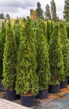 a row of evergreen trees in black pots