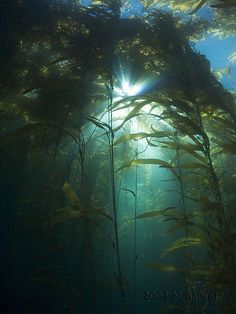 the sun shines through some seaweed as it swims in the ocean water