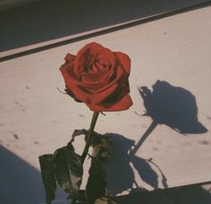 a single red rose sitting on top of a cement floor next to a window sill